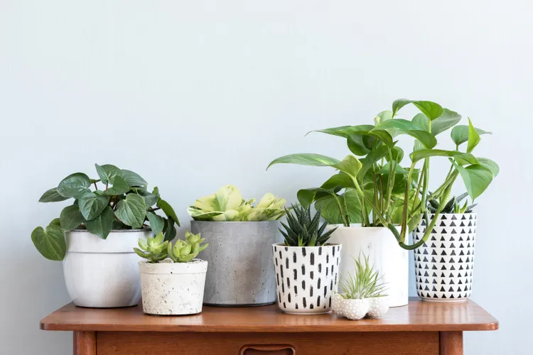 How To Make a Cute Planter Without a Drainage Hole Work Without Killing Your Plant