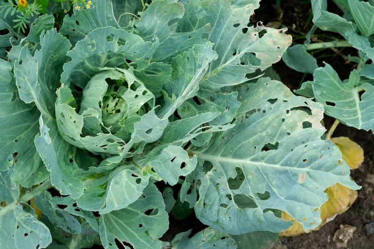 Why Your Plant Has Holes in Its Leaves—and 5 Smart Ways to Stop the Damage Fast