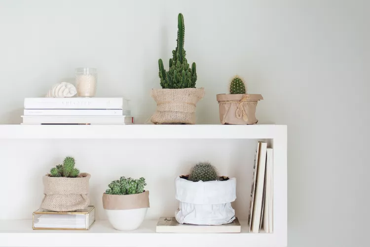 How to Grow and Care For Indoor Cacti