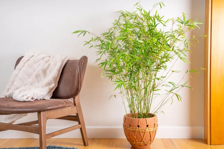 How to Grow and Care for Golden Bamboo Indoors