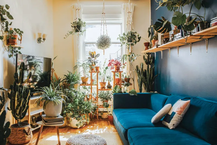 18 Indoor Plants That Transform Living Rooms—From Low-Light Survivors to Statement Foliage